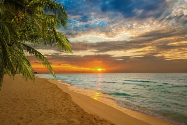 棕榈树,天堂,海岸,沙滩,海滩,海,沙,海,沙,日落,岸,热带,日落