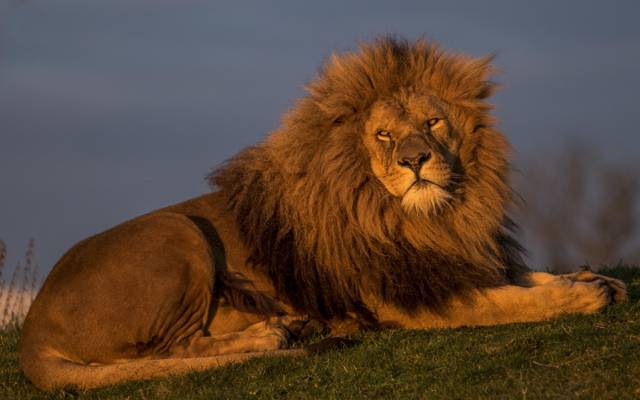 野兽之王,狮子座,英俊