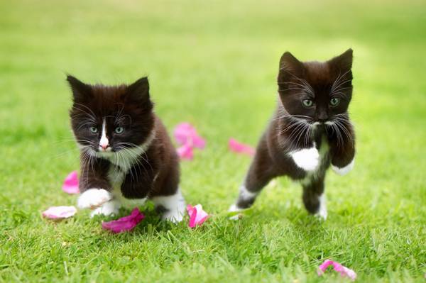 一对夫妇,小猫,草,两只小猫,花瓣,孩子,游戏