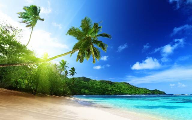 壁纸棕榈树,光线,留下来,树木,海岸,沙,海,热,太阳,热带地区