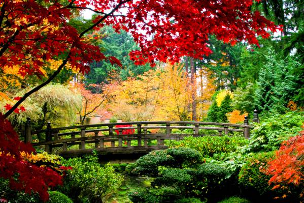 桥,红,性质,树,叶子,木,黄色,绿色,秋季