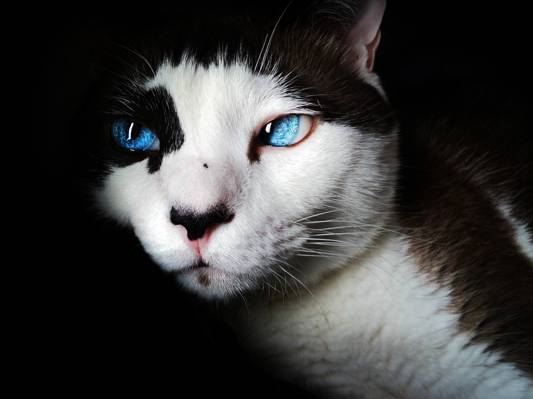 白色和棕色的猫,蓝色的眼睛高清壁纸