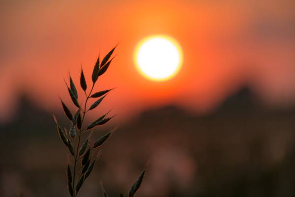 在橙色的日落高清壁纸下的绿叶植物浅焦点摄影