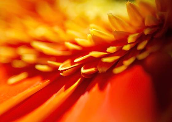 橙色的鲜花特写摄影花卉高清壁纸