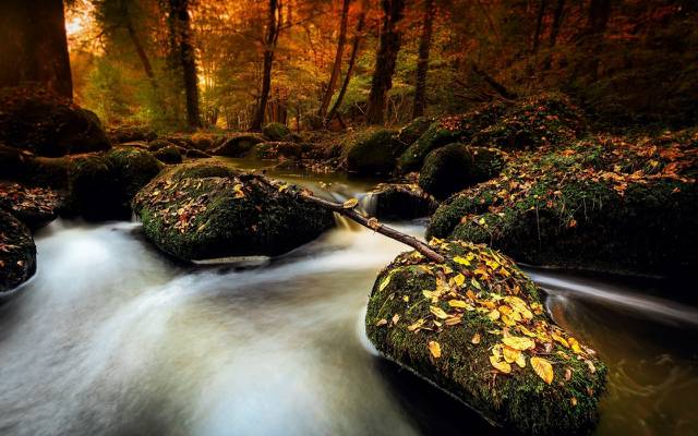 壁纸秋天,河,森林