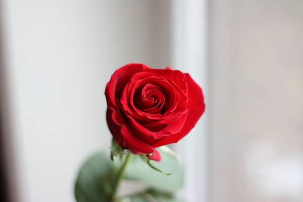红玫瑰芽高清壁纸的选择性焦点摄影
