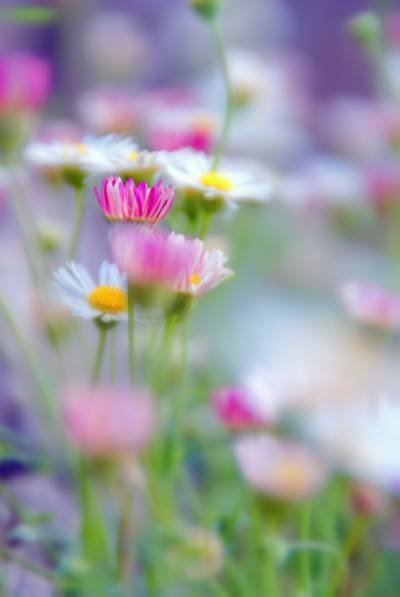 粉色和白色的雏菊,erigeron高清壁纸的浅景深照片