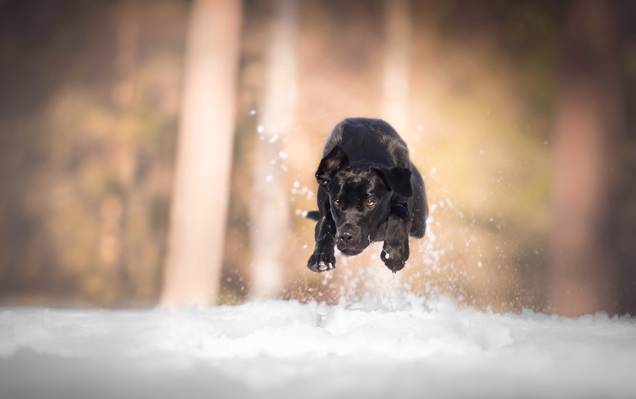 狗,跑,雪