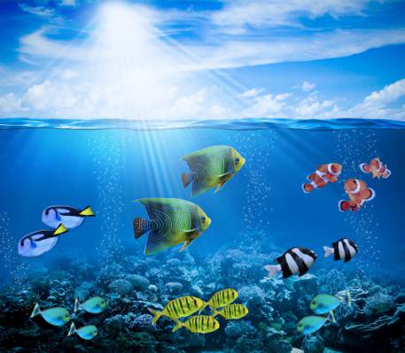 光线,水下,珊瑚,气泡,珊瑚礁,海洋,鱼,鱼,海底世界,热带,太阳,礁
