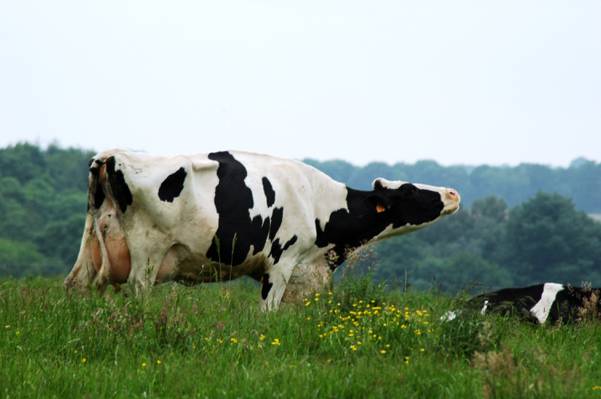 黑色和白色荷斯坦奶牛在绿色的草地上,牛高清壁纸