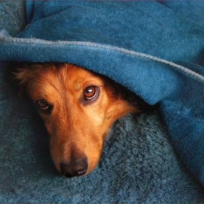 躺在由毯子高清壁纸包裹的红色长涂的腊肠犬