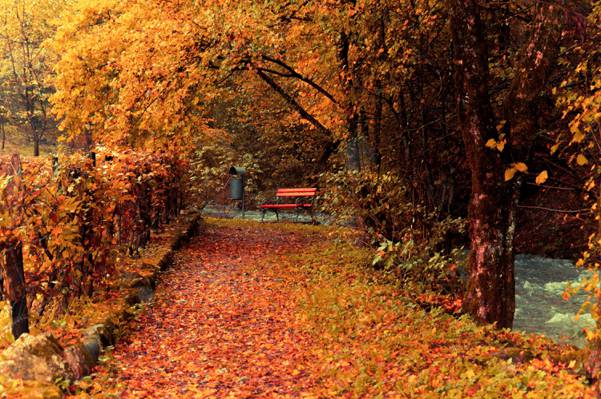 公园,黄色,板凳,树木,围栏,叶子,秋季,商店,流,跟踪