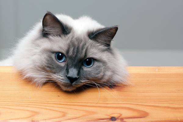 白色和黑色长涂猫倾斜它的头棕色木制桌面上[高清壁纸