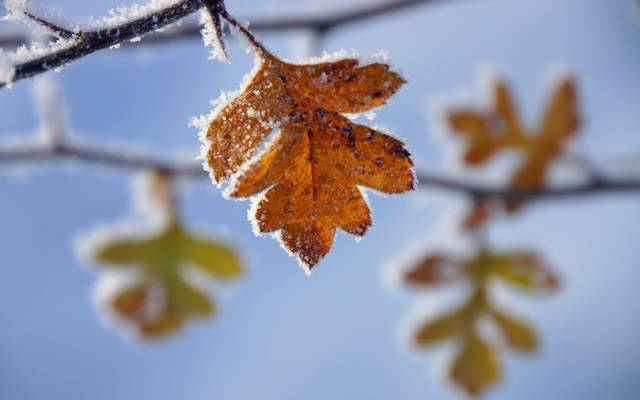 秋天,冻结,黄色,霜,树枝,树叶