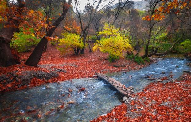 秋天,山麓,桥,自然,溪流,森林,叶子