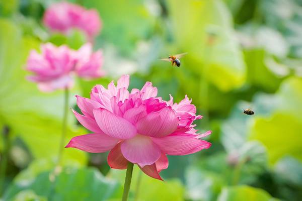 两个蜜蜂在粉红色的群集花瓣花,莲花高清壁纸