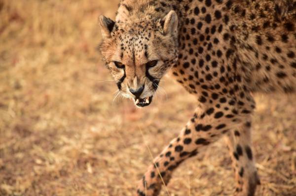 猎豹,非洲高清壁纸的特写照片