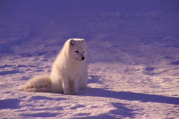 冬天,狐狸,光,雪