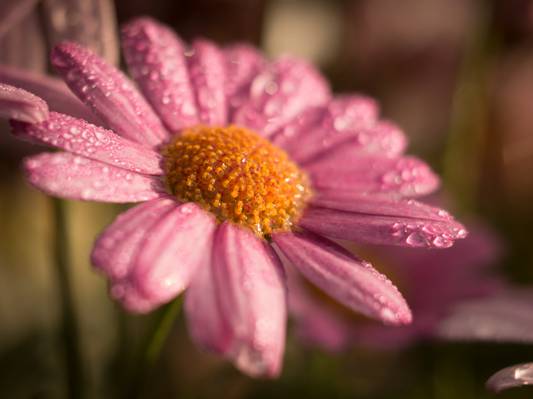 粉红色的雏菊花高清壁纸的选择性焦点摄影