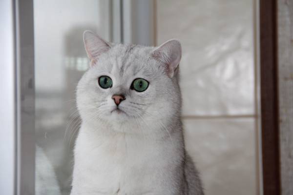 猫,绿眼睛,英国栗鼠,窗口