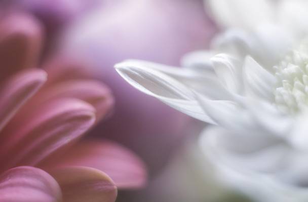 宏观摄影的白色和粉红色的花朵高清壁纸