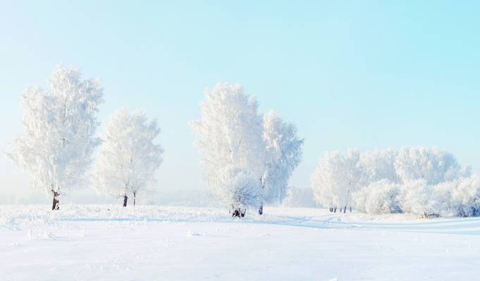 壁纸霜,树,雪,冬天