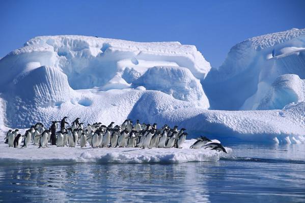 海,南极,阿德力企鹅,冰