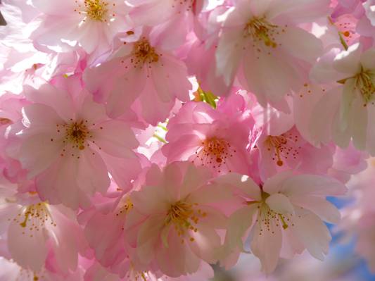 特写镜头摄影的粉红和白色的花朵高清壁纸