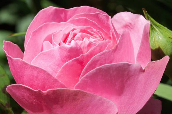 粉红色玫瑰花朵在宏观照片高清壁纸