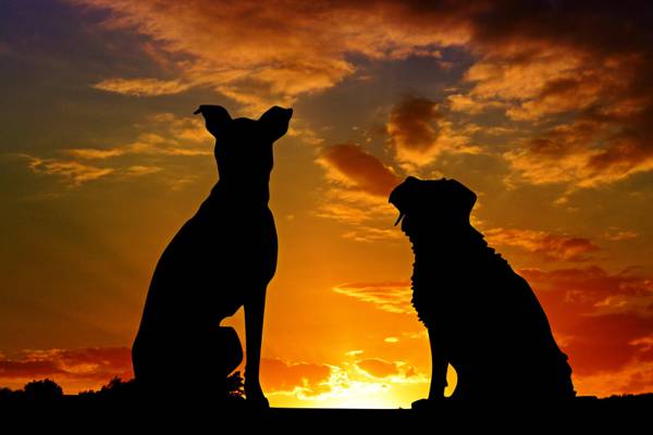 两只狗在夕阳高清壁纸的剪影