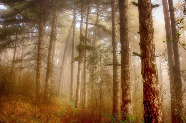 与薄雾雾高清壁纸的棕色树木