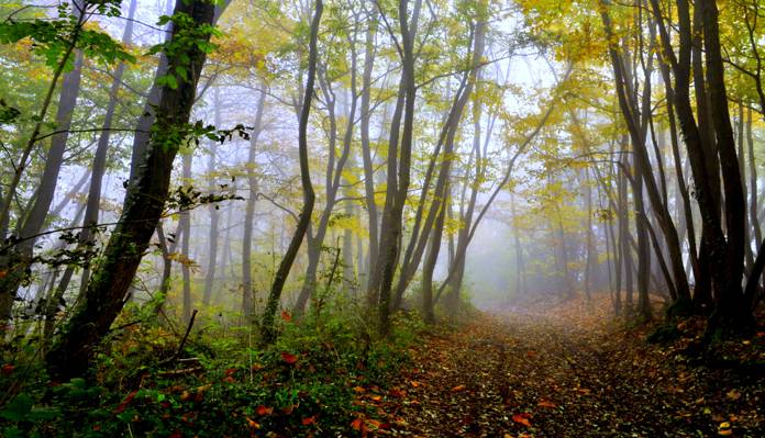 秋天,轨道,树木,森林