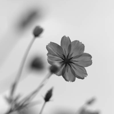 波斯菊花卉高清壁纸的灰度照片