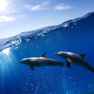 在水下,海豚,天空,太阳,海洋