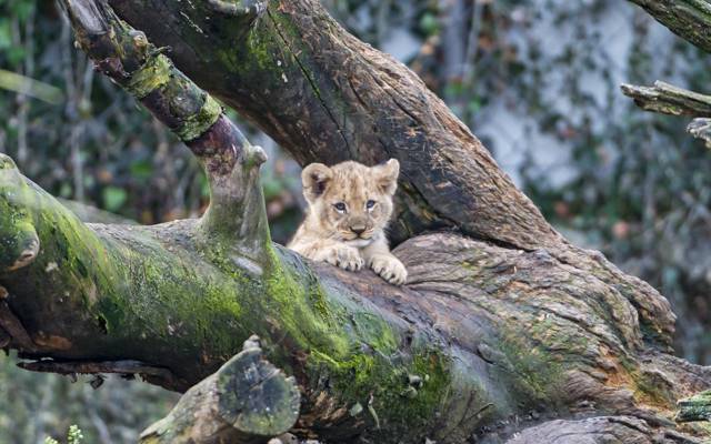 猫,树,小猫,幼仔,©Tambako捷豹,苔藓,狮子