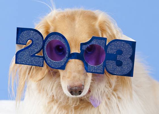 眼镜,2013年,达克斯猎犬