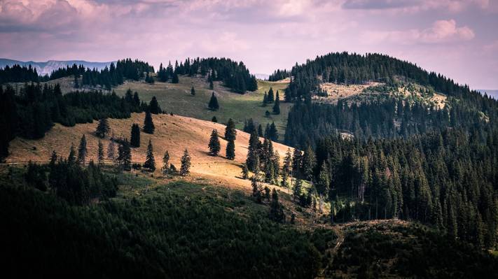 绿树景观摄影,南喀尔巴阡山脉,罗马尼亚高清壁纸
