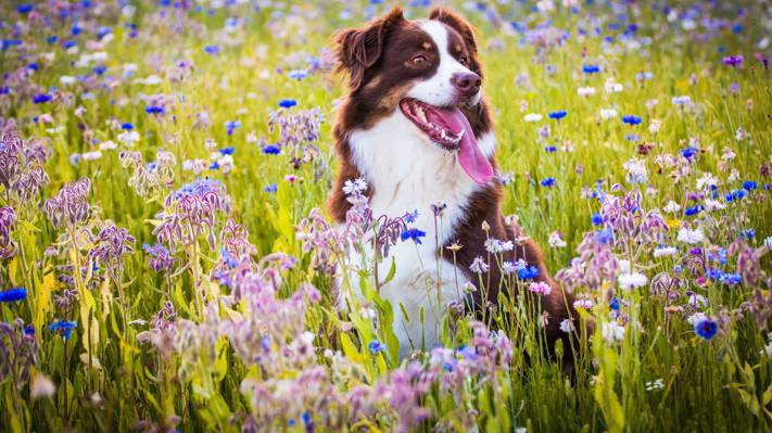 壁纸狗,鲜花,喜悦,心情,草地,澳大利亚牧羊犬,语言