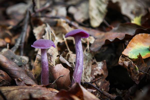 两个粉红色的蘑菇枯萎的叶子,laccaria高清壁纸