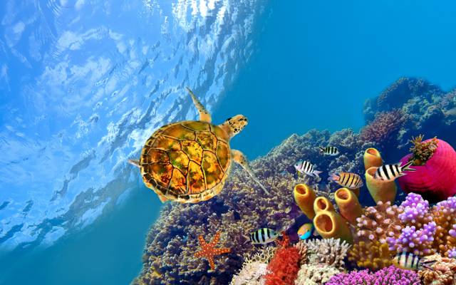 鱼,珊瑚,海星,海洋,在水之下,乌龟
