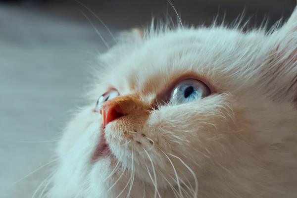 喜马拉雅猫,蓝色的眼睛,枪口,看,猫