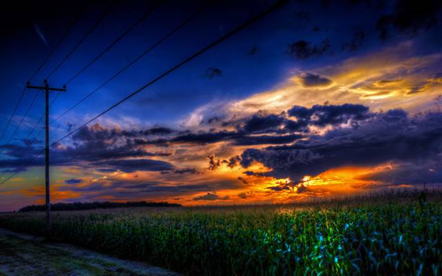 玉米,电线,景观,日落