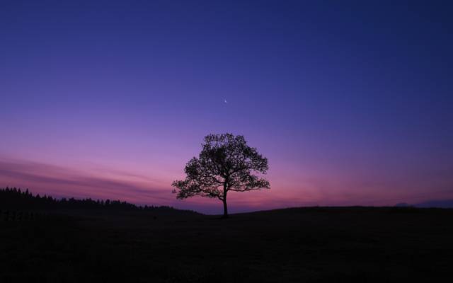 树,X-Pro1,傍晚,月亮,富士胶片,​​天空