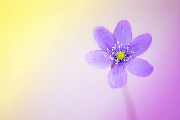 紫色pallled花HD wallpaper的浅焦点照片