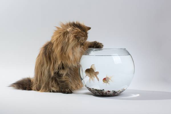 猫,本托罗德,黛西,兴趣,本杰明托德,水族馆,鱼