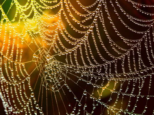 宏观摄影的蜘蛛网与露水滴高清壁纸