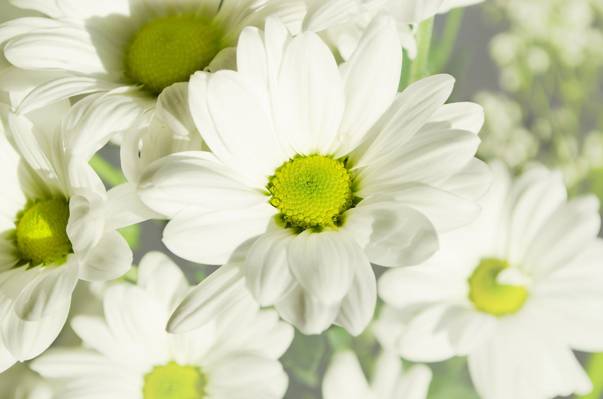 选择性的重点摄影的白色的雏菊花高清壁纸