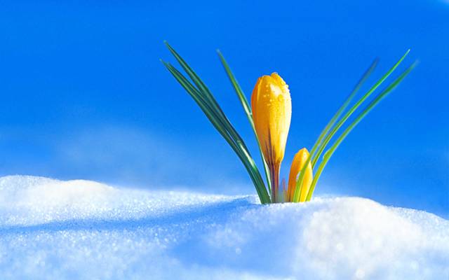 芽,Krokus,雪,春天