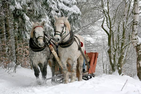 两棵白色的马,在冬季树木高清壁纸之间运载马车
