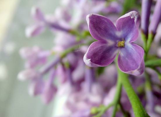 在白天高清壁纸紫色花的浅焦点摄影
